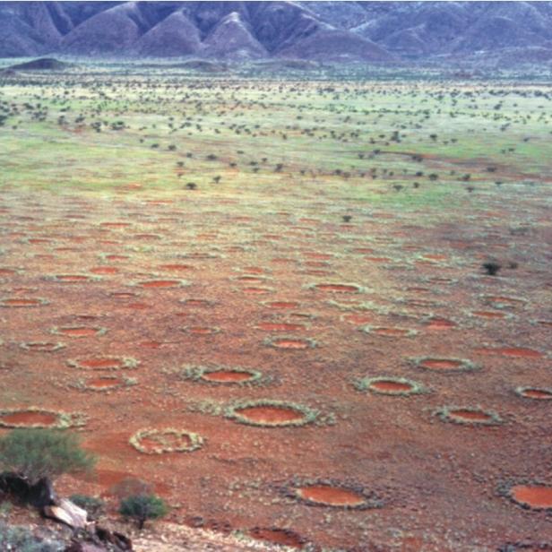 Feenkreise in Namibia