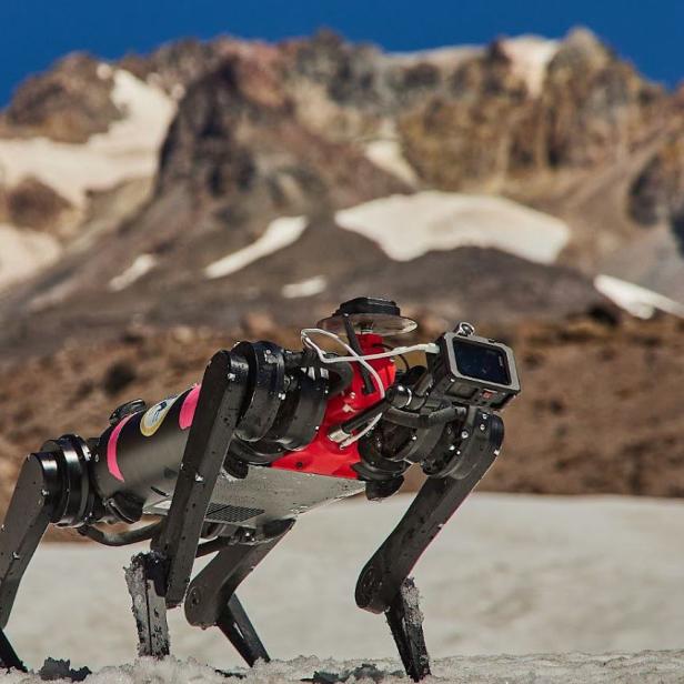 Beim Projekt LASSIE wird ein Roboterhund in Schnee und Sand getestet