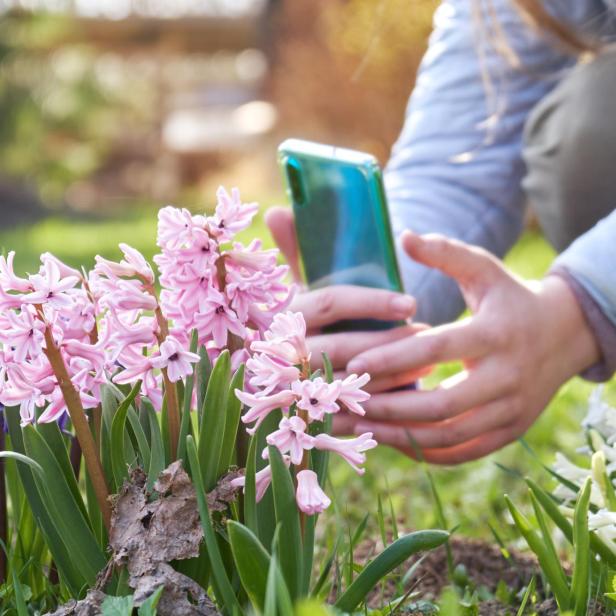 Mit dem Smartphone lassen sich heute bereits viele Pflanzen bestimmen.