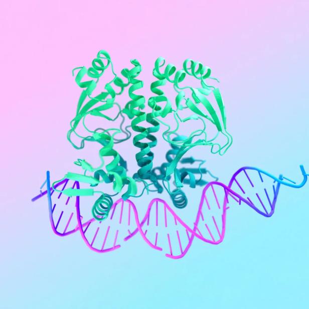 Mit AlphaFold 3 kann man Strukturen von DNA berechnen und ihr Verhalten simulieren