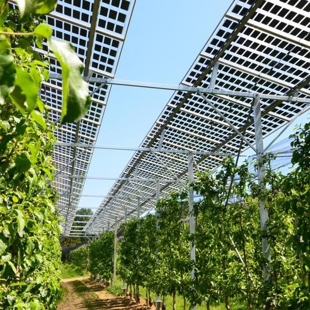 ++ HANDOUT ++ STEIERMARK: PHOTOVOLTAIK ÜBER OBSTBAU SCHÜTZT VOR REGEN UND FROST