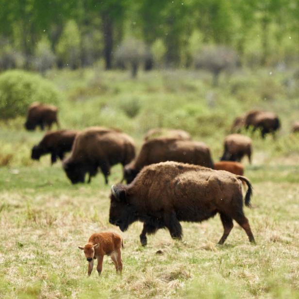 Die Bisons machen nicht viel, haben aber einen großen Effekt.