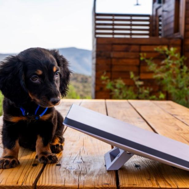 Starlink Mini Antenne von SpaceX im Größenvergleich mit einem Hundewelpen (nicht mitgeliefert)