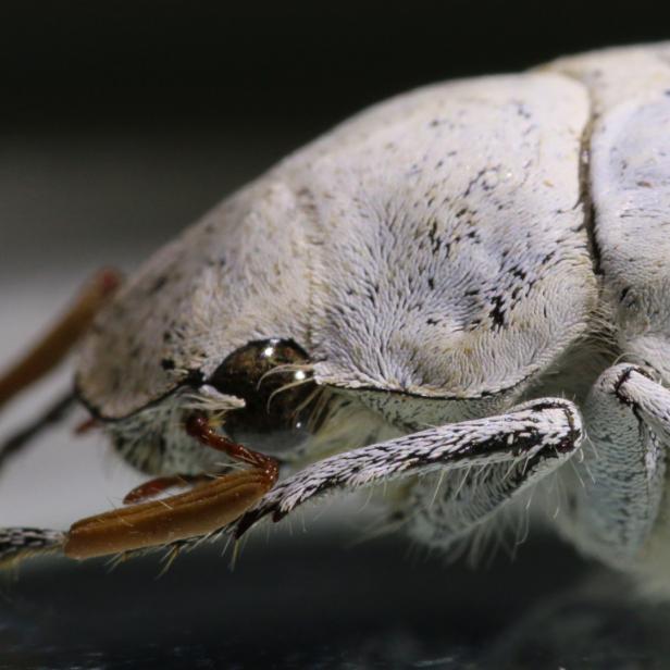 Der Cyphochilus Käfer hat eine Nanostruktur auf seinem Chitin-Panzer, der Licht in allen Farben streut und dadurch weiß erscheint