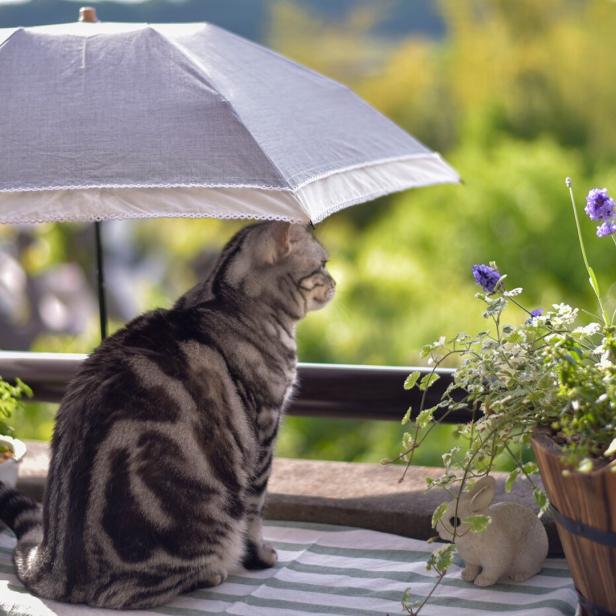 Eine graugefleckte Katze sitzt unter einem kleinen Sonnenschirm.