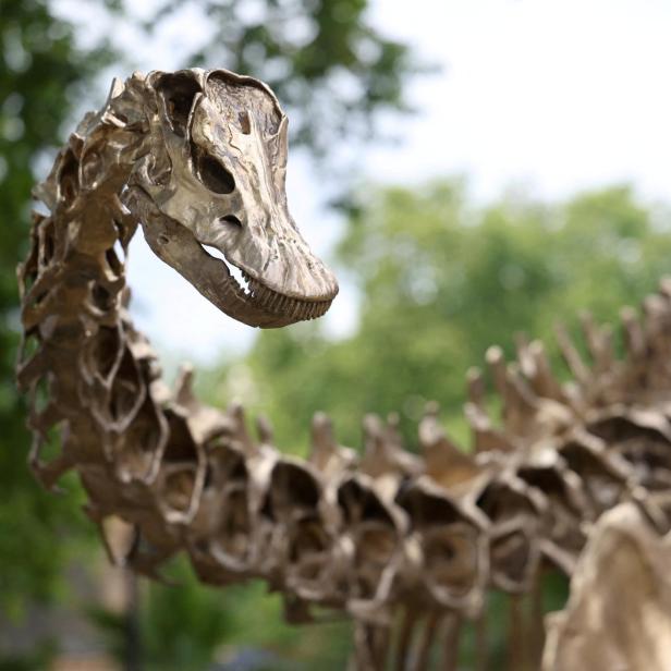 Replica dinosaur skeleton unveiled in newly completed Nature Discovery Garden at Natural History Museum in London