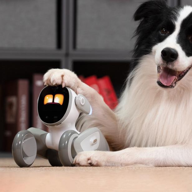 Der Roboterhund Loona neben einem tierischen Hund.