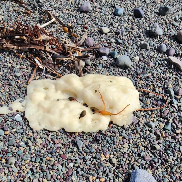 Mysteriöse Substanz an kanadischem Strand 