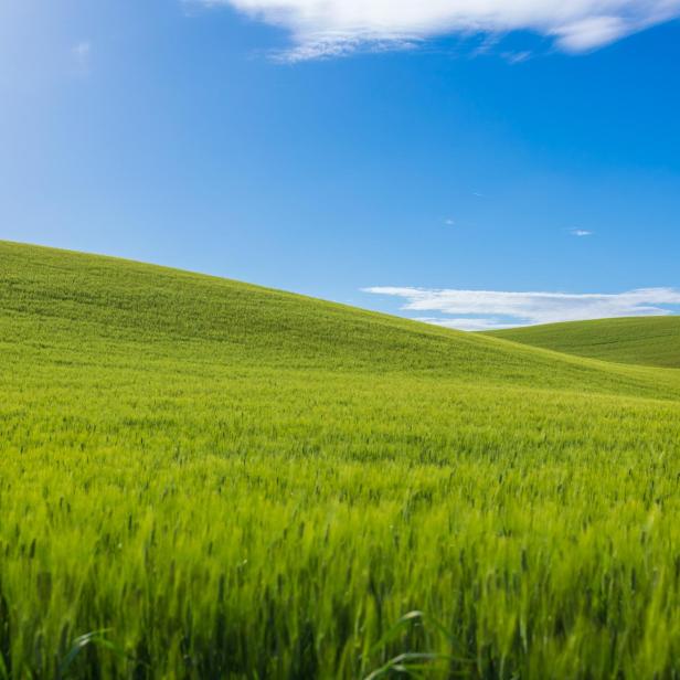 Windows XP Hintergrundbild