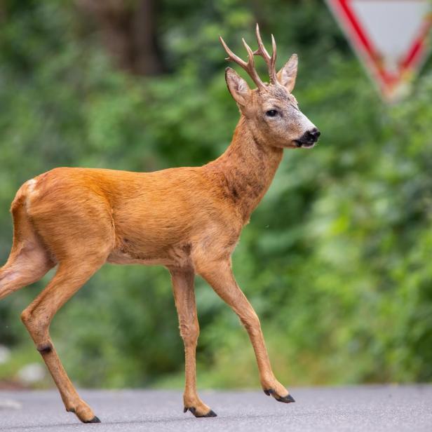 Reh auf Straße (Symbolbild)