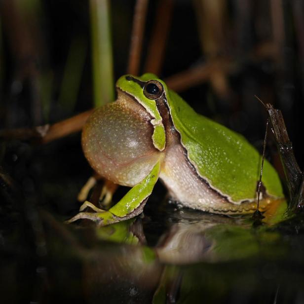 Ein Laubfrosch - /