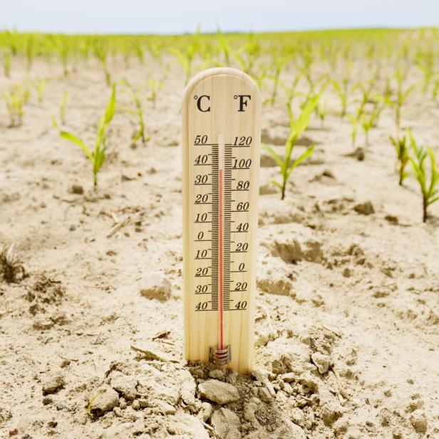 Ein Thermometer steckt in trockenem, rissigem Boden auf einem Feld mit spärlich wachsenden jungen Pflanzen.