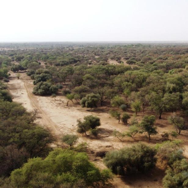 Ein Teil der Grünen Mauer in der Sahara