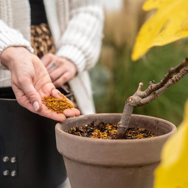 Eine Frau düngt einen kleinen Baum im Topf mit gelben Blättern.