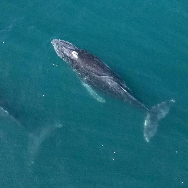 BRAZIL-ENVIRONMENT-HUMPBACK-WHALE