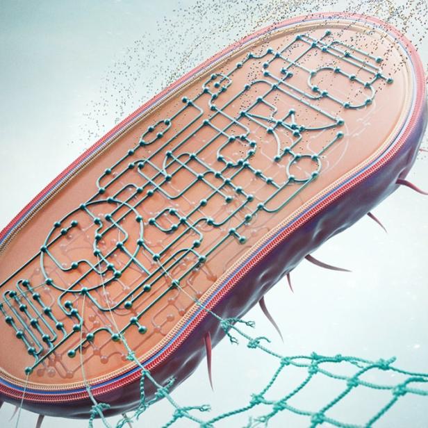 Eine gentechnisch veränderte Pseudomonas putida, die Nylon abbauen und in wertvolle Stoffe umwandeln kann. Das Bakterium wurde entwickelt, um das Recycling von Nylon zu verbessern und als Grundlage für biotechnologische Prozesse zu dienen. 