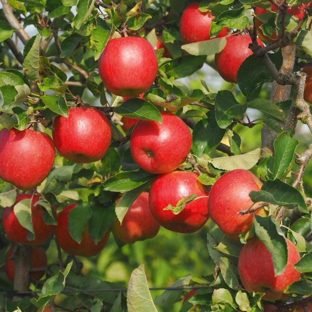 ein Zweig voller glänzender, roter Äpfel in der Sonne