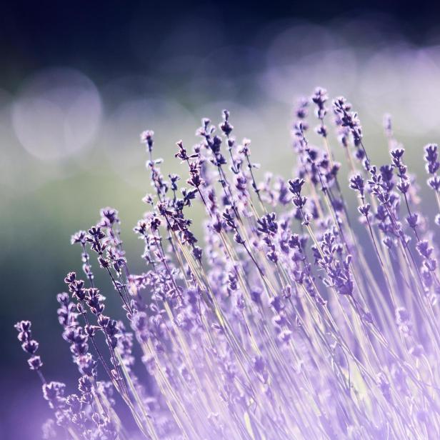 Lavendel Blüten 