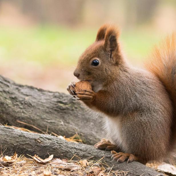 Eichhörnchen isst Nuss 