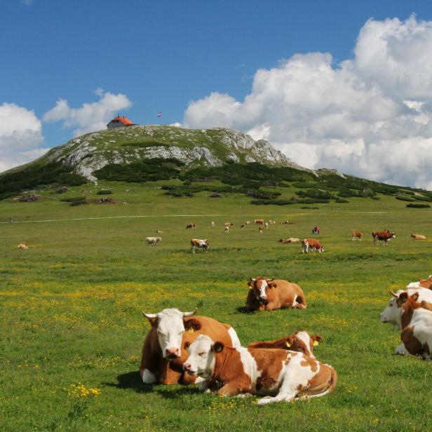 Eine Kuhherde grast auf einer grünen Wiese mit einem Berg im Hintergrund.