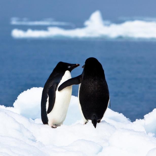 Pinguin-Scheiße hilft, die Antarktis zu kühlen