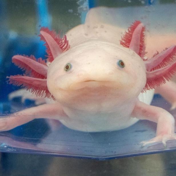++ THEMENBILD ++ AXOLOTL / FORSCHUNG / BIOLOGIE