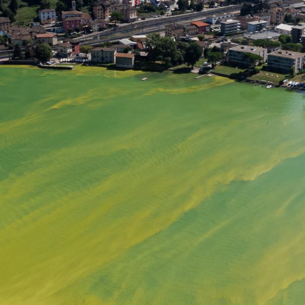 Ein Bakterienteppich färbte den schweizerischen Luganosee 2023 grün. 