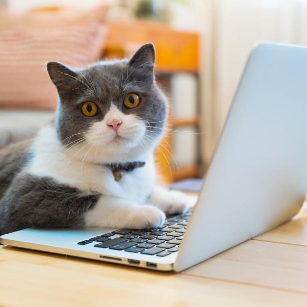 Eine grau-weiße Katze sitzt vor einem Laptop auf einem Tisch.