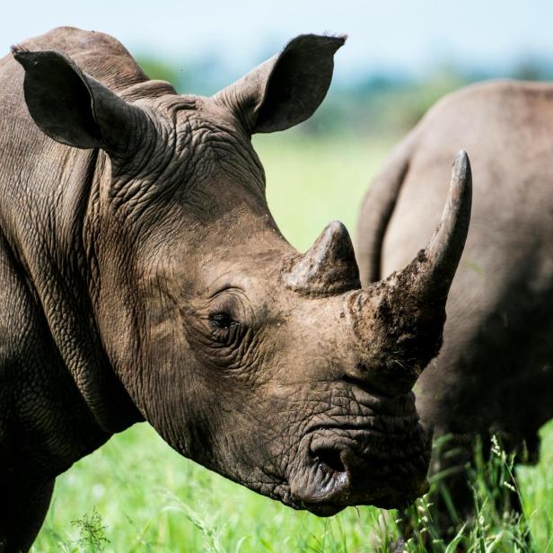 Symbolbild Nashorn 