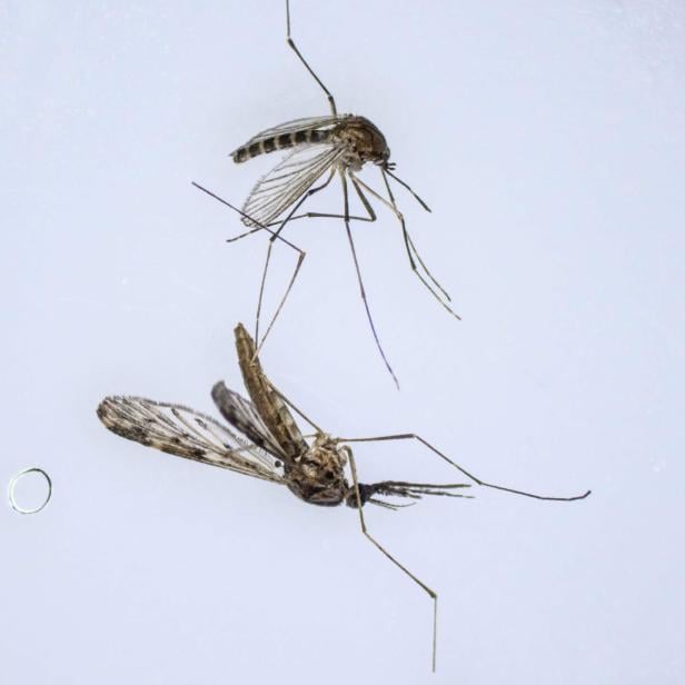 In Brasilien werden die gefährlichen Insekten jetzt mit ihresgleichen bekämpft.