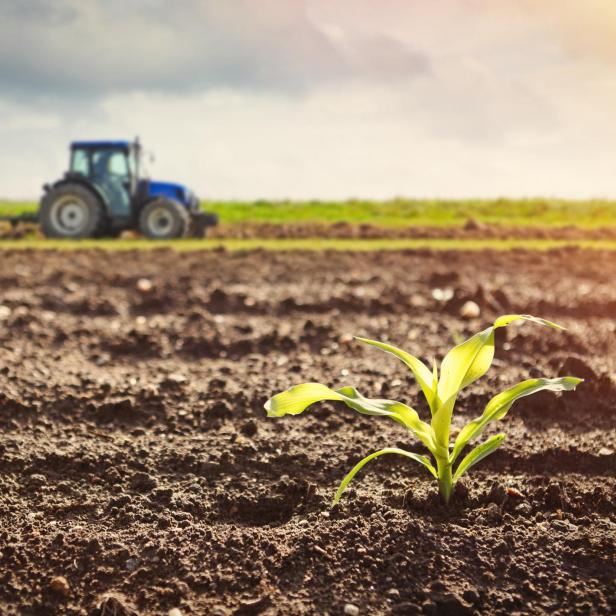 Growing maize crop and tractor working on the field