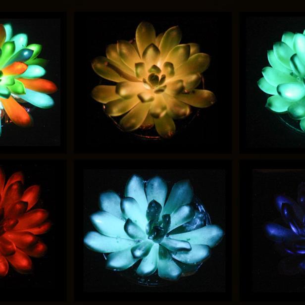 Bunt leuchtende Sukkulenten im Dunkeln.