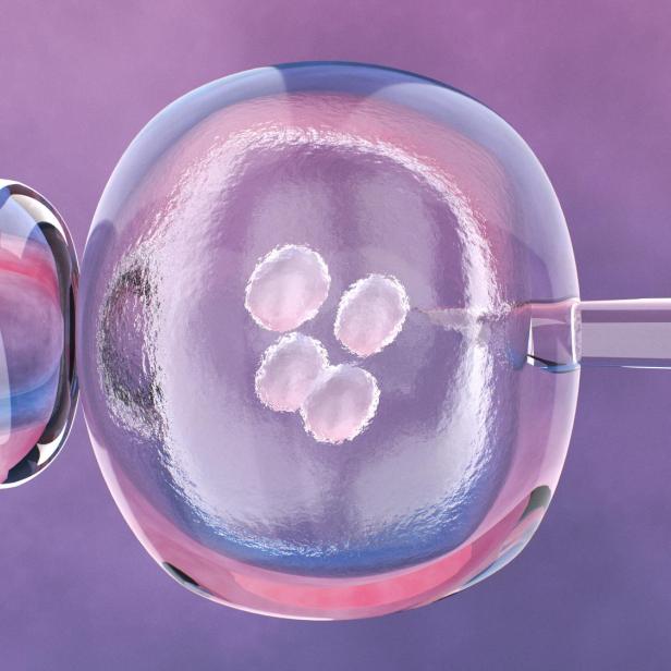 Eine Embryozelle wird mit einer Nadel manipuliert.
