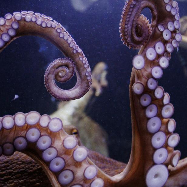 Symbolbild Tentakel.