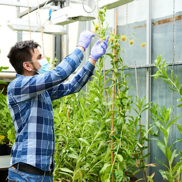 Ein Mitarbeiter von Genomines untersucht in einem Gewächshaus genetisch veränderte Margeriten, die zur Nickelgewinnung durch Phytomining eingesetzt werden.