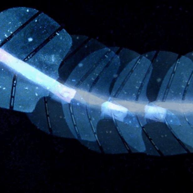 Foto des Silikon-Roboters Stingraybot vor schwarzem Hintergrund