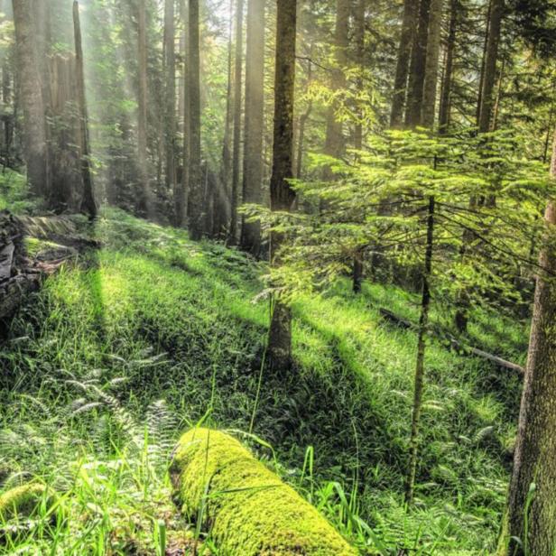 Waldgesundheit überwachen