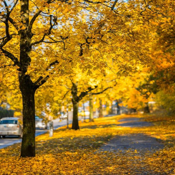 Herbstliche Stimmung, Laub auf der Straße