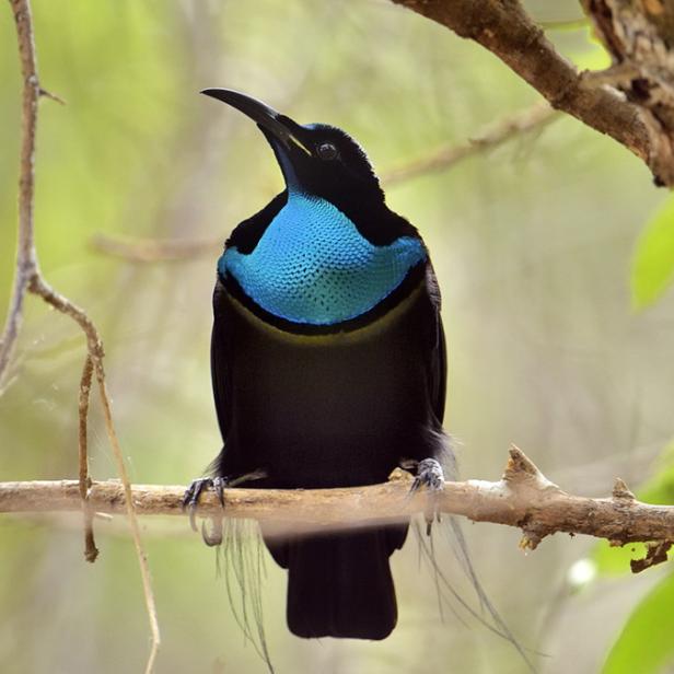 Ein Prachtparadiesvogel mit schwarzem Gefieder und metallisch-türkiser Brust sitzt auf einem Ast.