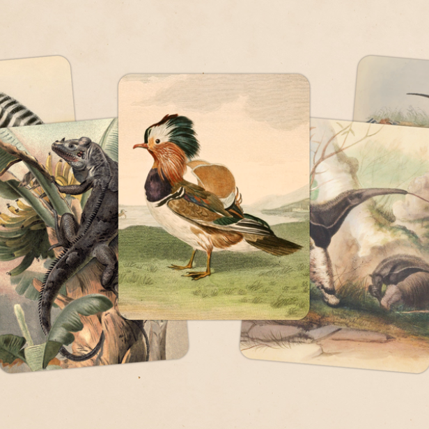 Screenshots von "Art of Fauna"