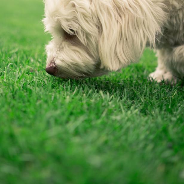 Ein weißer Hund schnüffelt im grünen Gras.