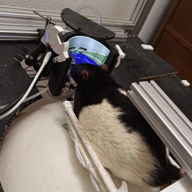 Ratte steuert mit VR-Setup ein Videospiel auf einem gebogenen Bildschirm.