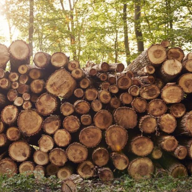 Dopamin aus Lignin hergestellt