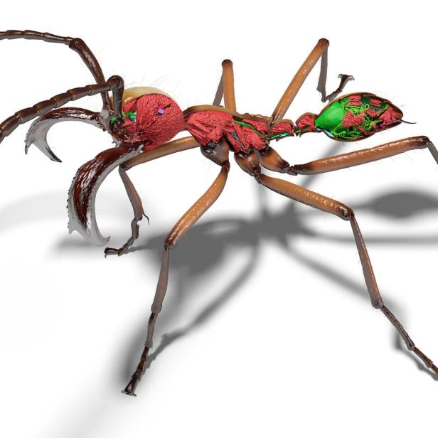rot-grüner 3D-Scan einer Ameise
