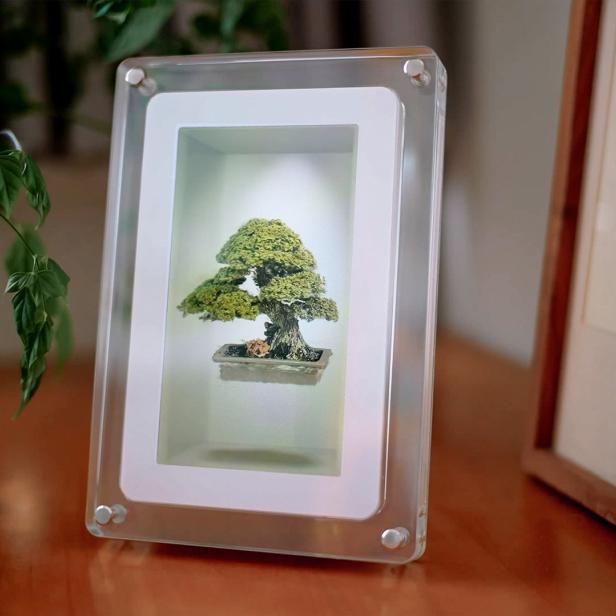 Digitaler Bilderrahmen zeigt ein Hologramm eines Bonsai