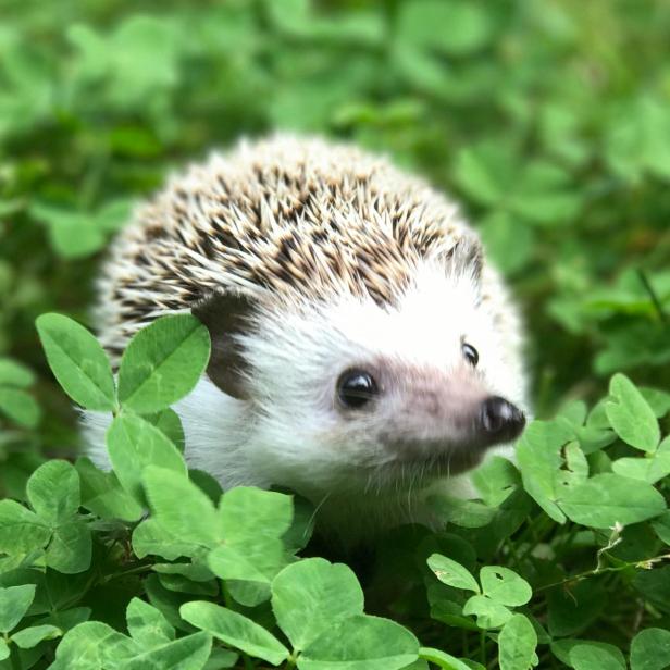 Igel