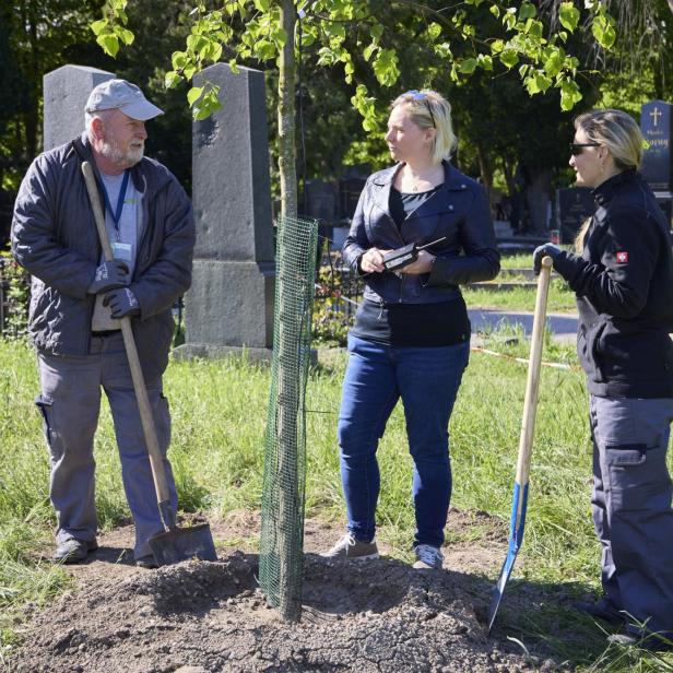 Drei Personen stehen mit Schaufeln an einem frisch gepflanzten Jungbaum auf einem Friedhof.