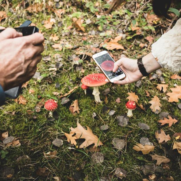 zwei Leute fotografieren Fliegenpilze mit ihrem Smartphone