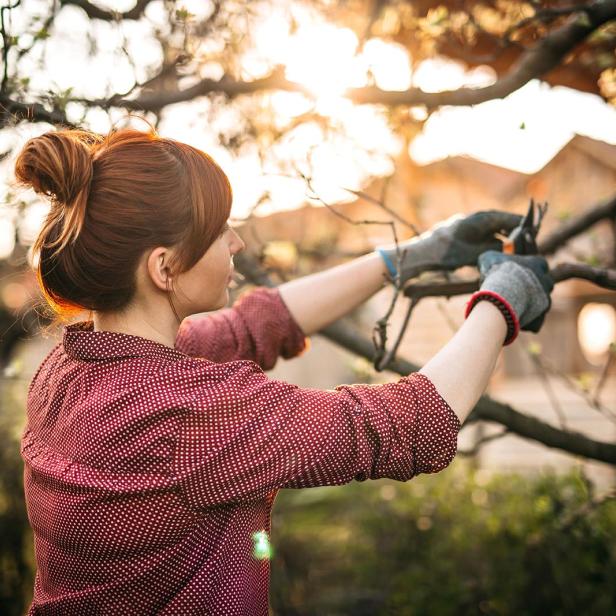 Tipps für den Garten