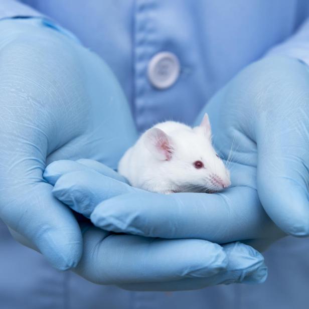Small experimental mouse is on the researcher's hand